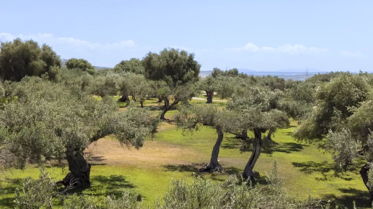 Olive groves in the grounds of the resort at Neilson x Mangia's Torre del Barone
