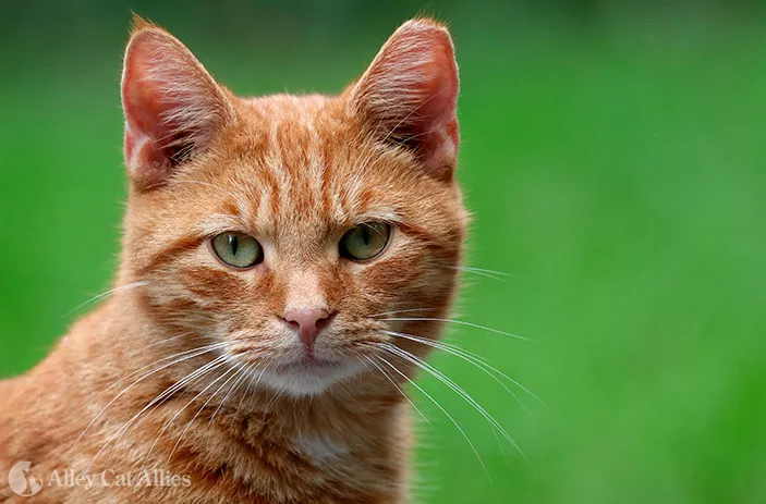 cat
