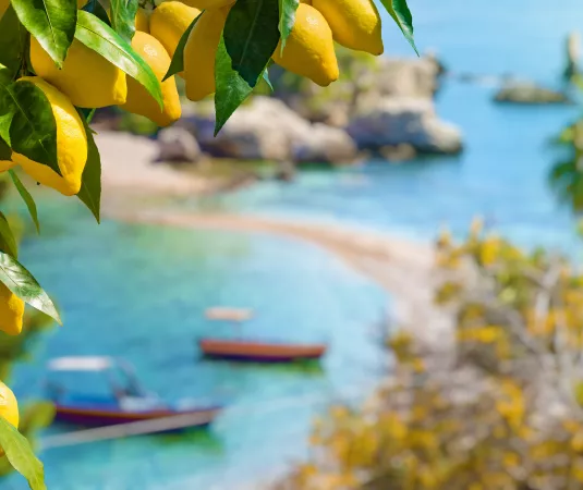 ipe yellow lemons hanging from a tree branch in the foreground, with lush green leaves surrounding them.