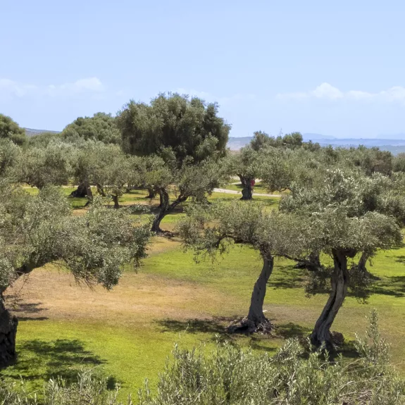 Olive groves in the grounds of the resort at Neilson x Mangia's Torre del Barone