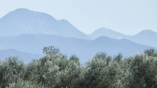 Olive Grove in Greece