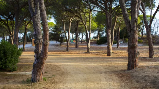 Pine forest