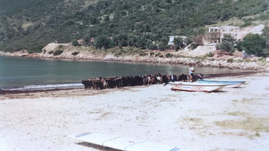 Goats on Vassiliki beach