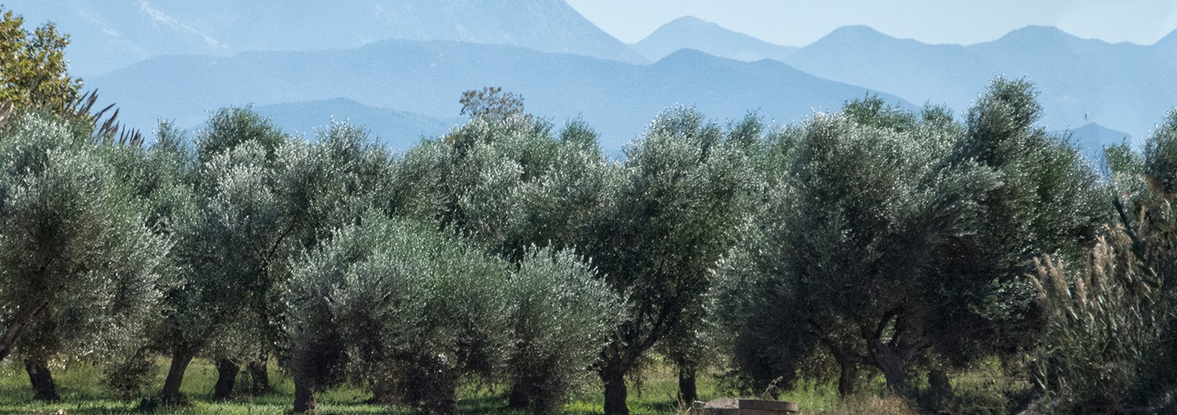 olive groves in greece